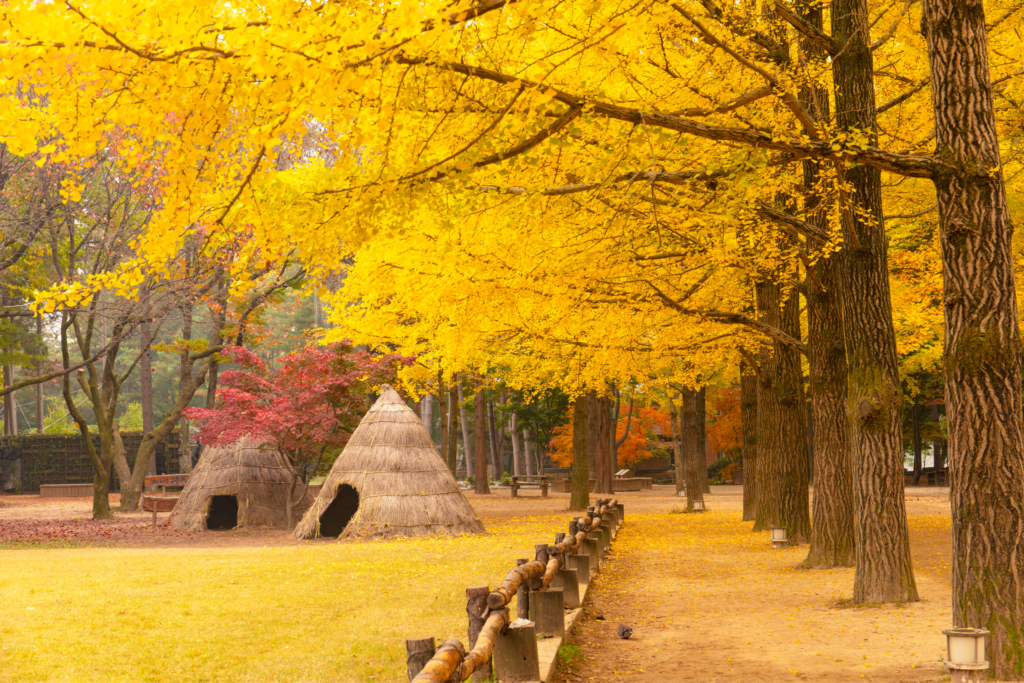 things to do in Seoul - nami island