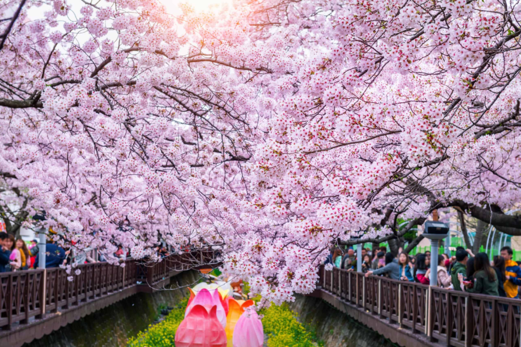 best month to visit Korea - cherry blossom