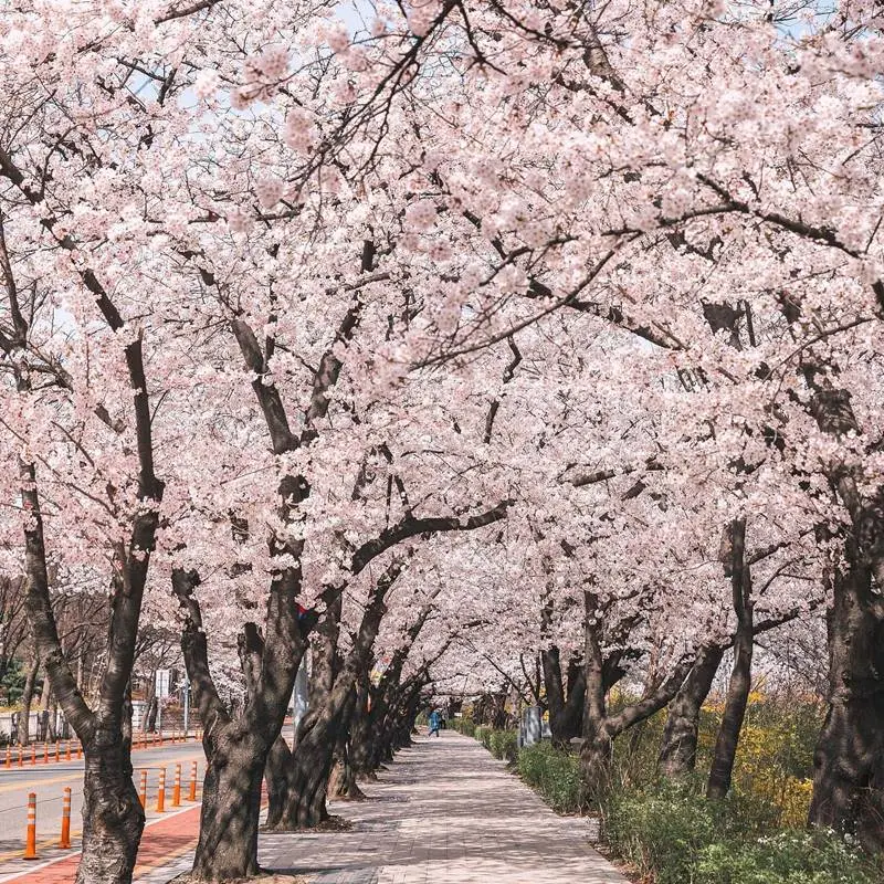 best month to visit Korea - cherry blossom