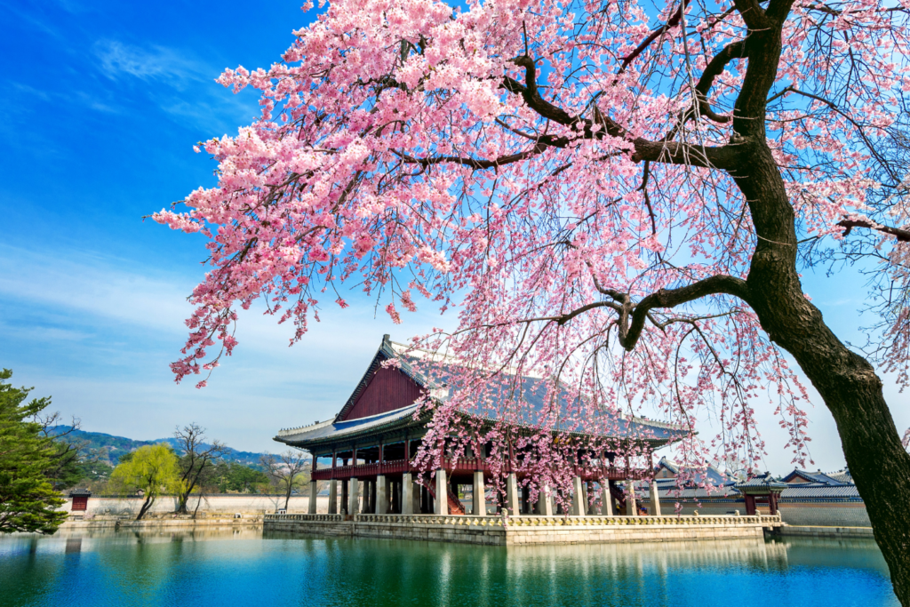 best month to visit Korea - spring