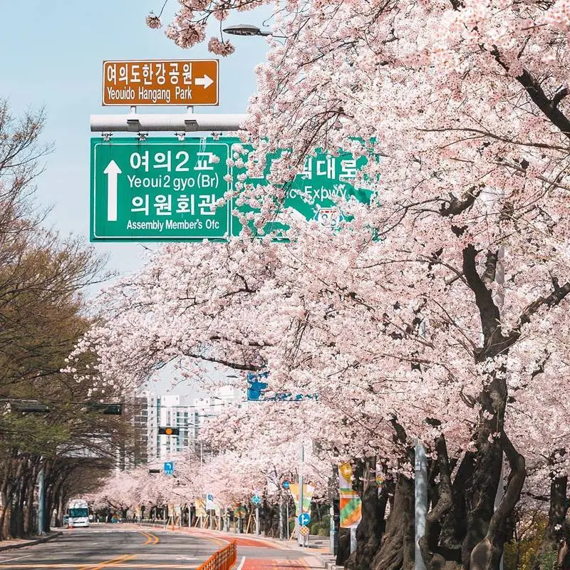 best month to visit Korea - cherry blossom