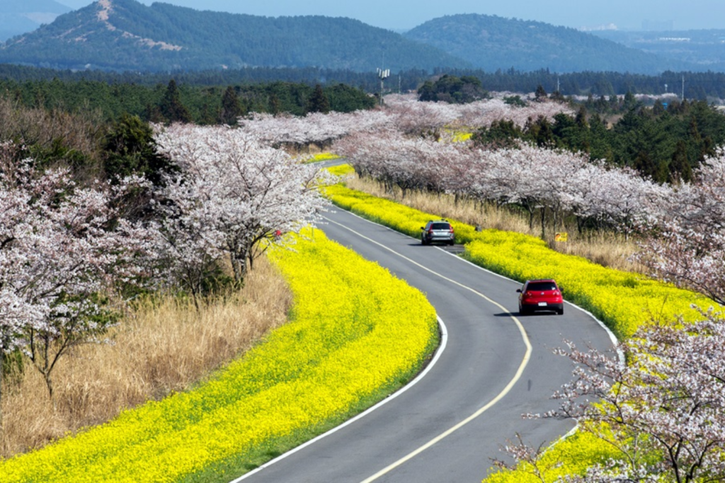 best month to visit Korea - spring