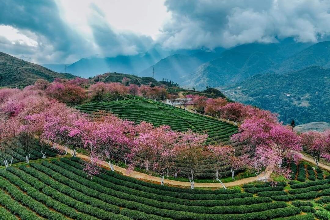 Best time to visit Sapa Cherry blossom