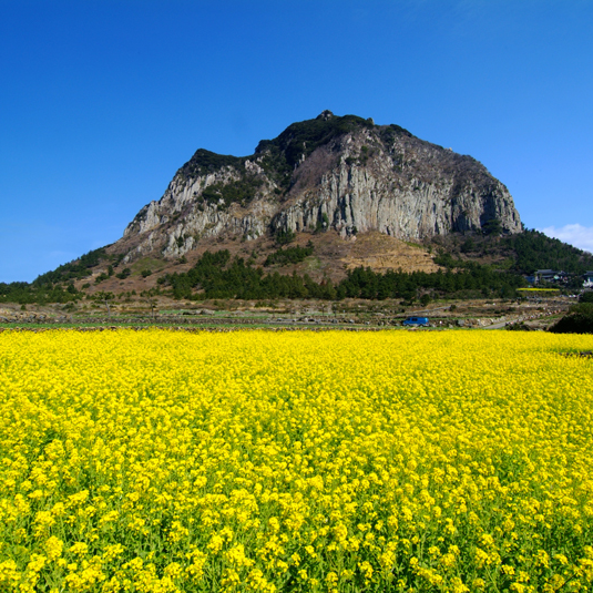 Spring in Jeju Island