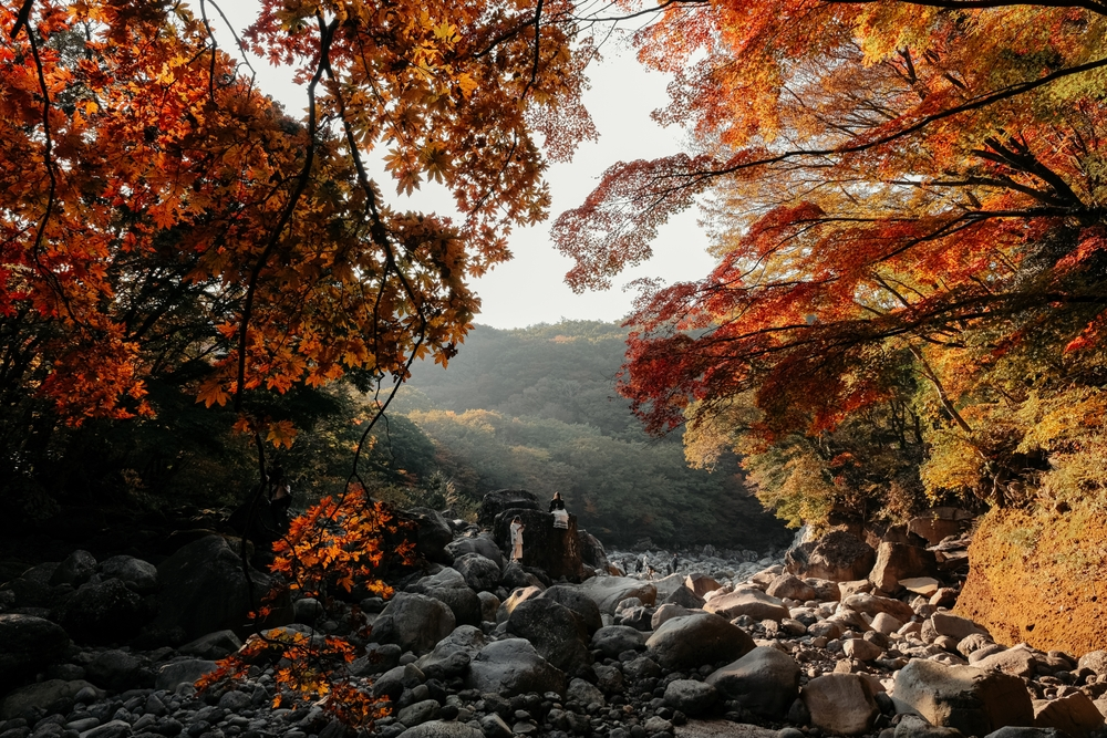 Autumn in Jeju Island