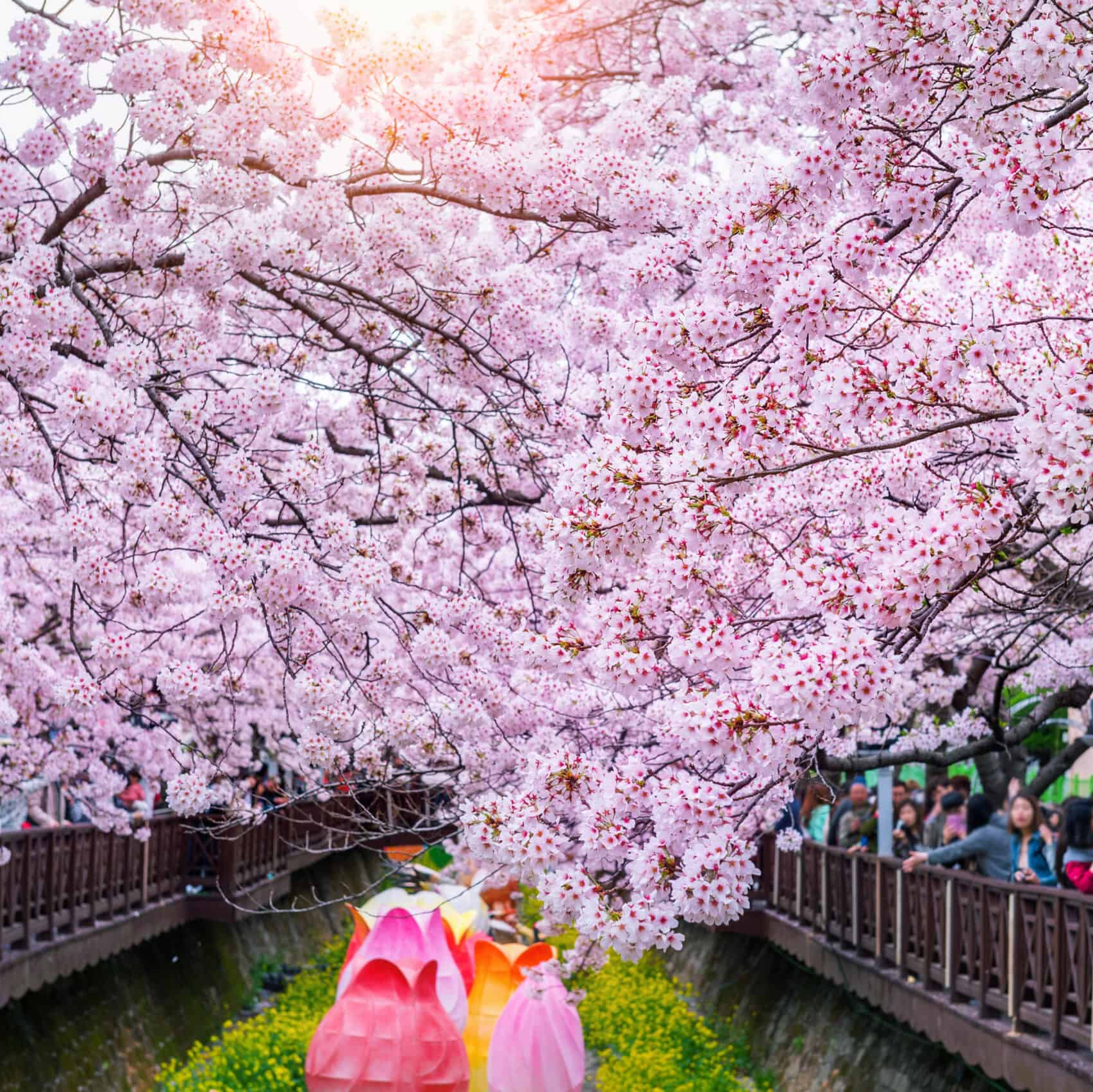 Cherry blossom festival in Jeju Island