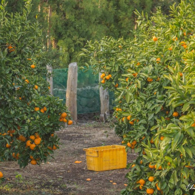 Jeju Island tangerine