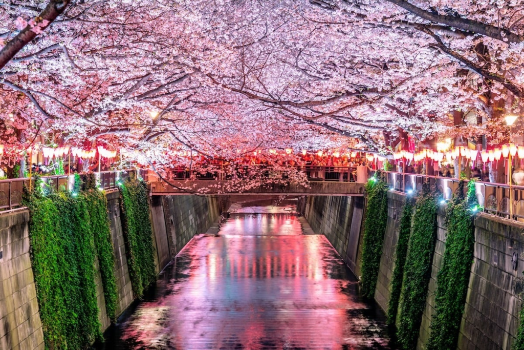 Tokyo Cherry Blossom