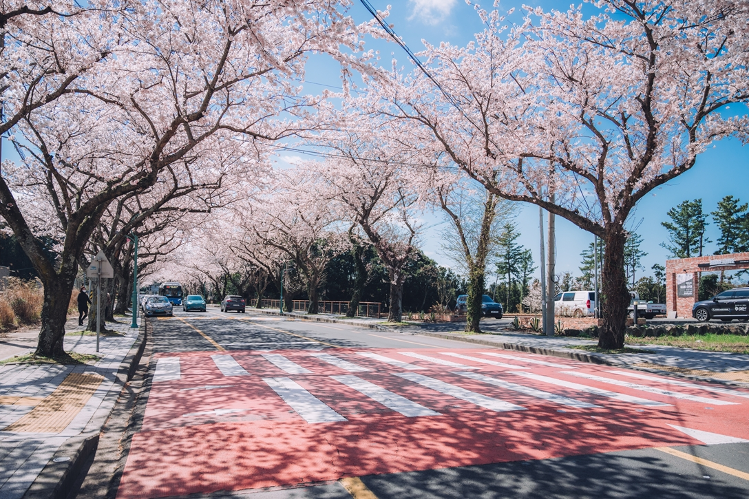 Best time to visit Jeju Island